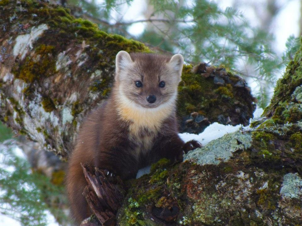 Pine Marten