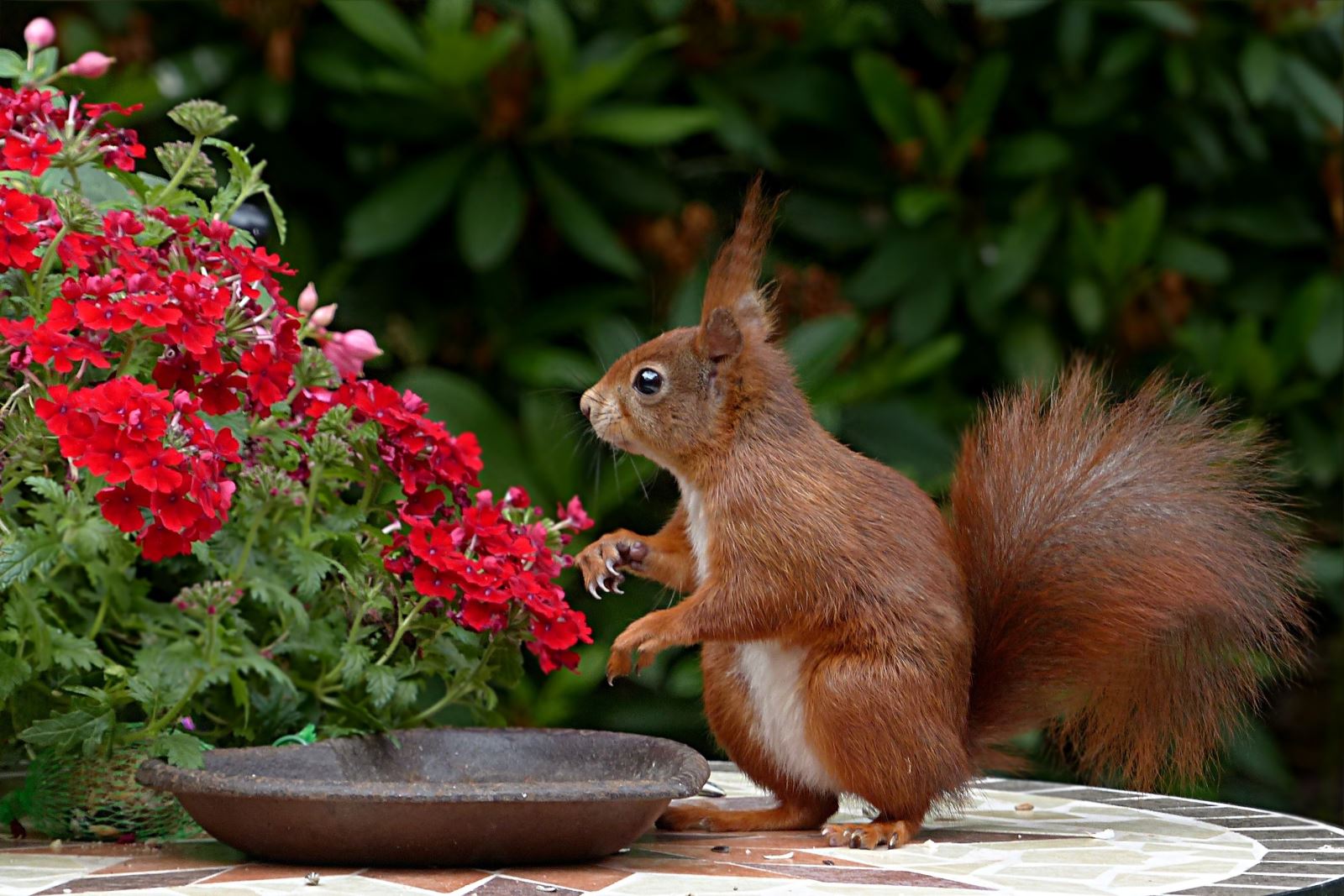 Red Squirrel