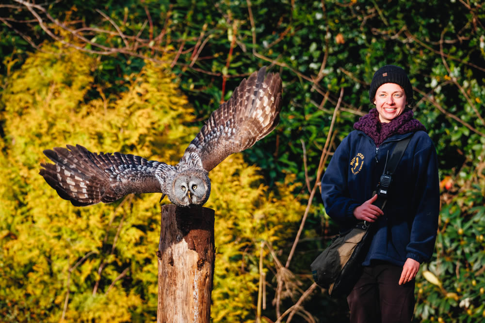 Muncaster Castle Owls