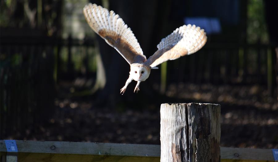 Leighton Hall falconry