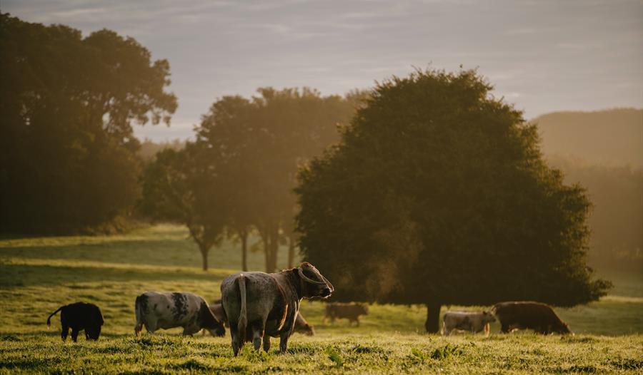 Trewithen Estate Countryside